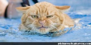 cats hedonism