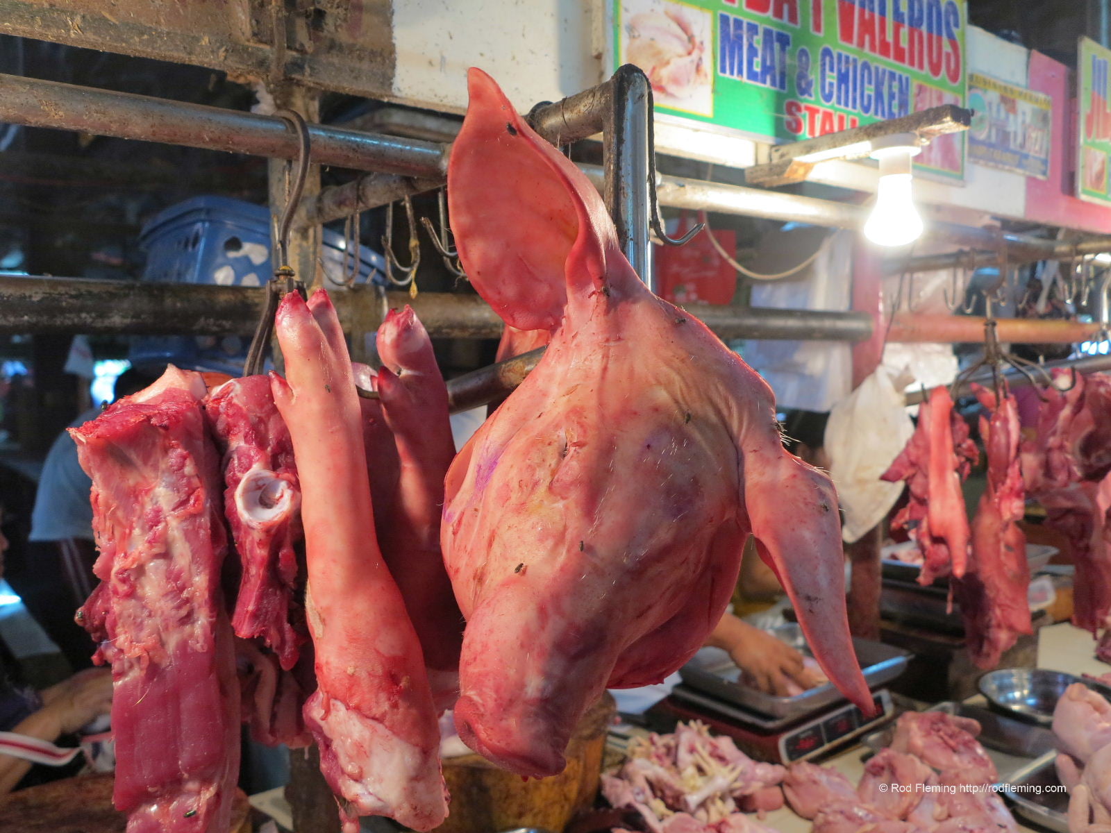 RodFleming_Philippines-2016_030