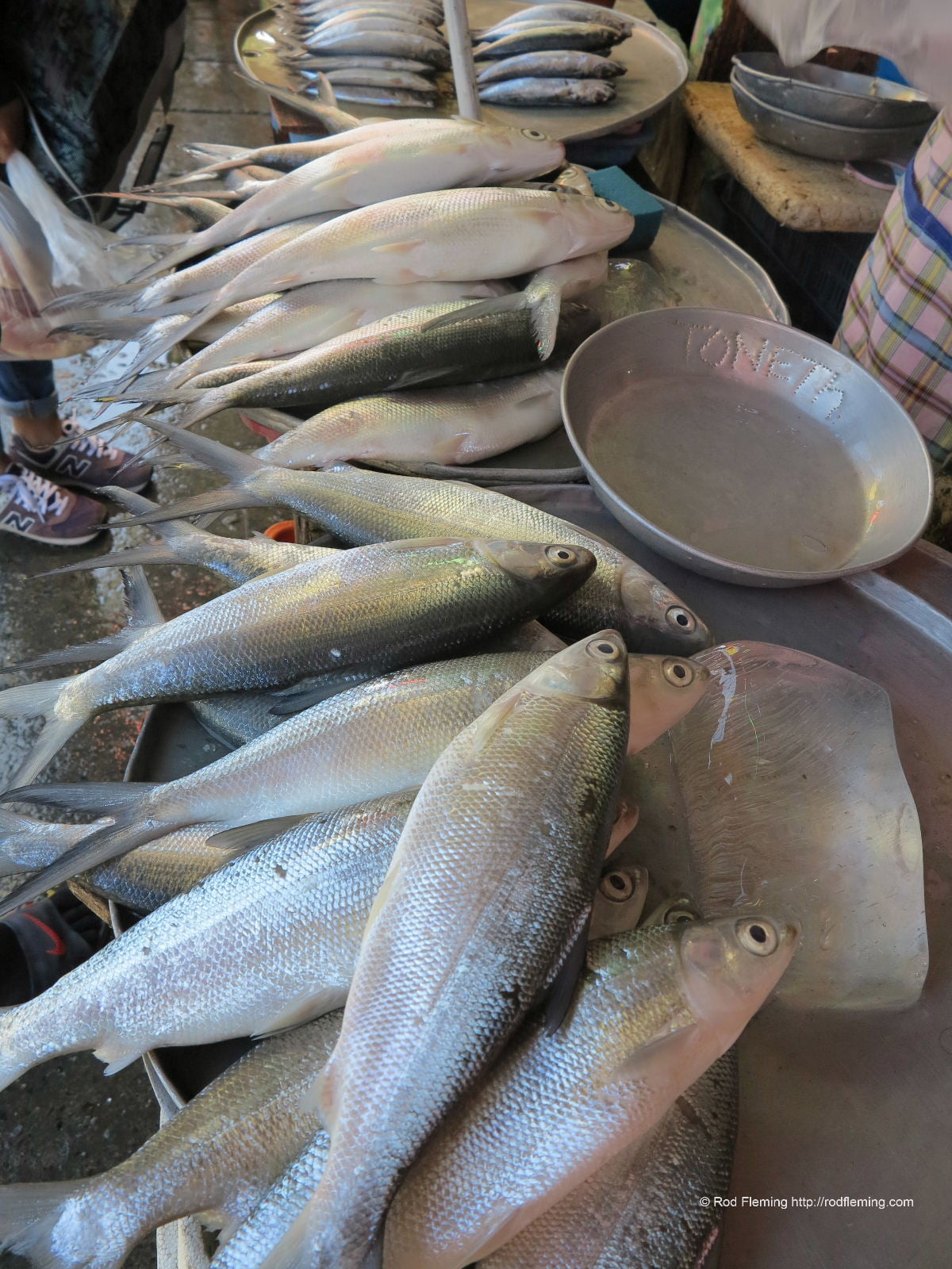RodFleming_Philippines-2016_037