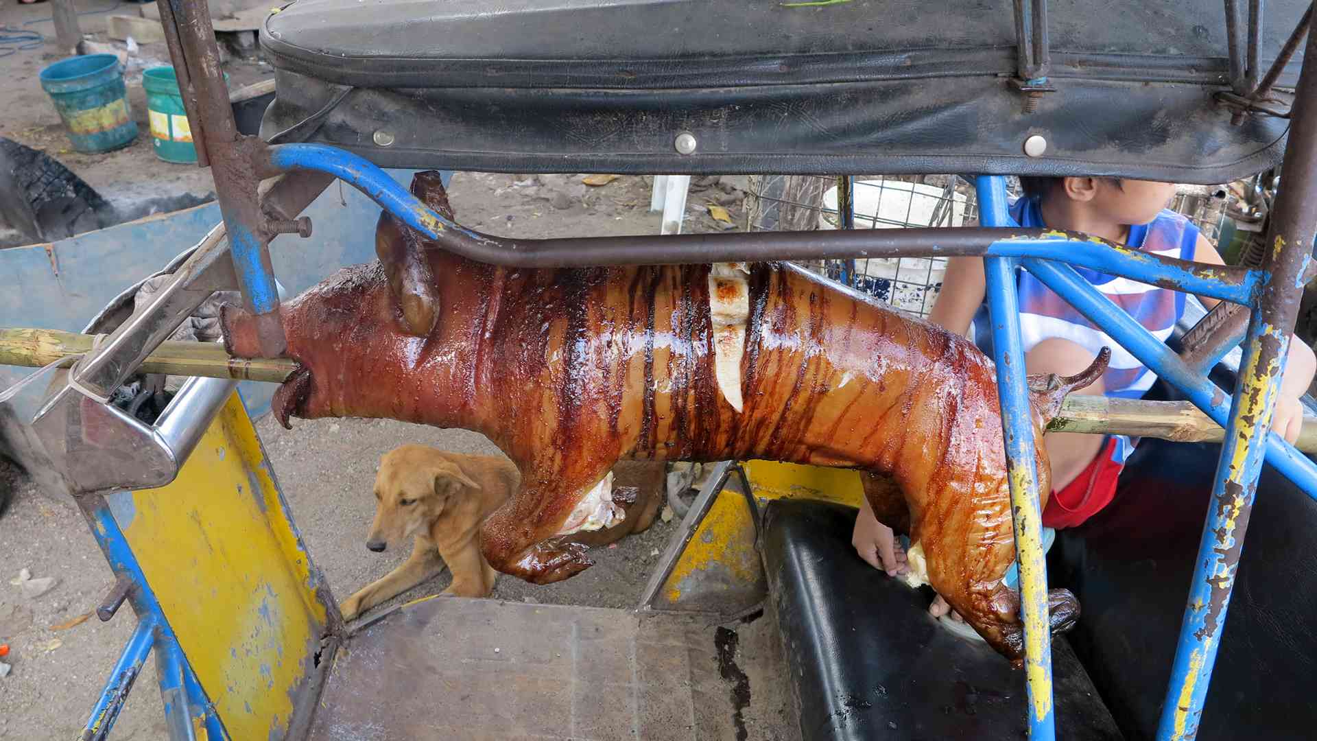 cooking - lechon baboy